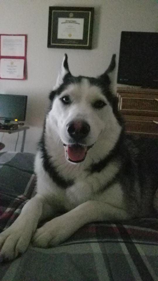 nymeria.jpg